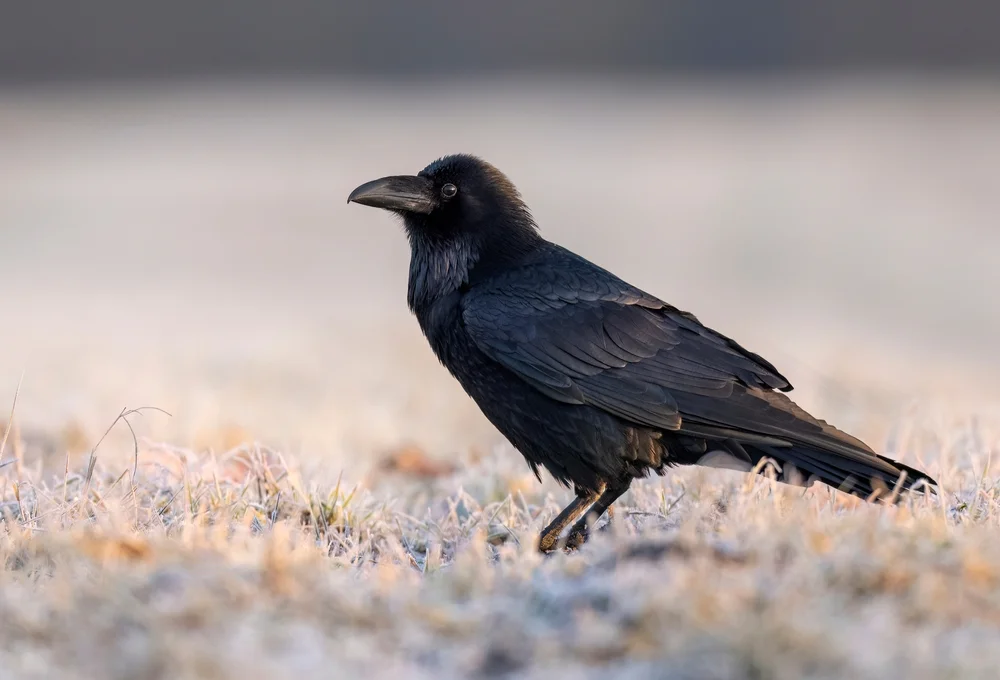 Hawaiikrähe (Corvus hawaiiensis)