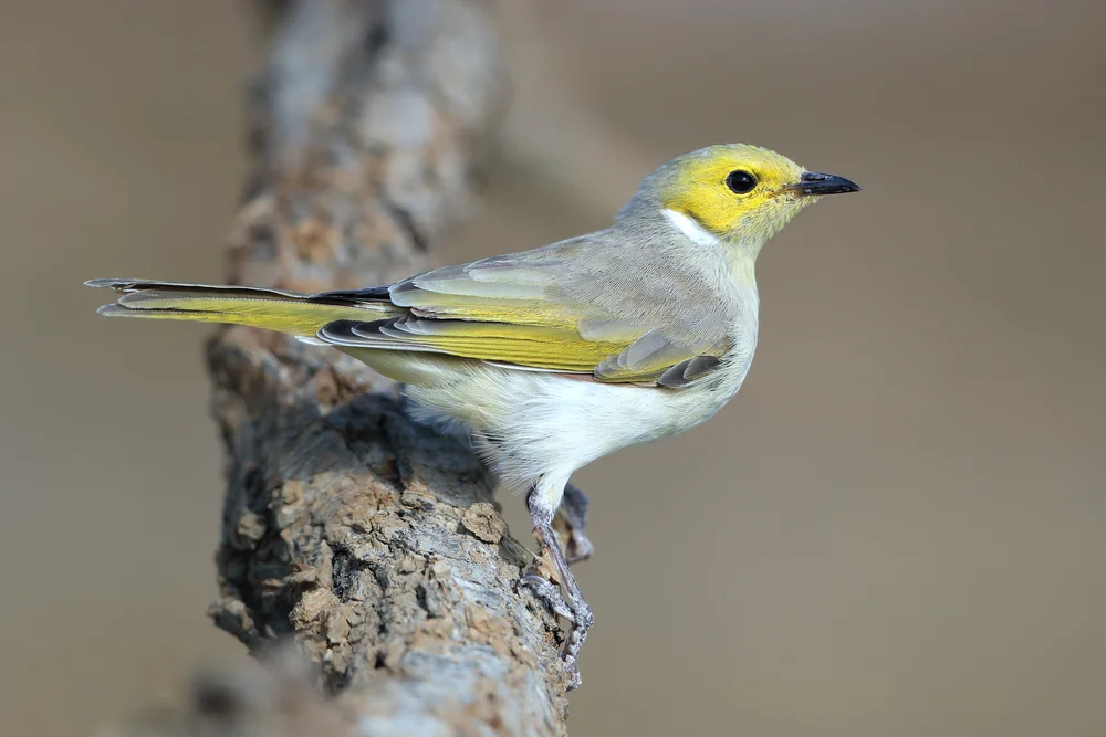 Hecht (Ptilotula fusca)