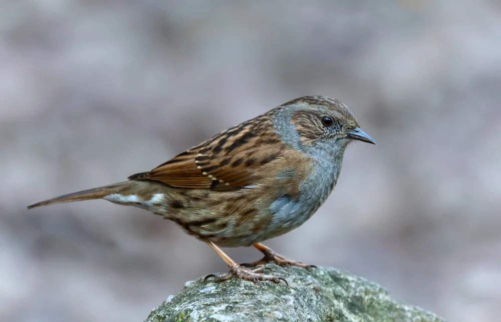 Hecken-Braunelle (Prunella modularis)