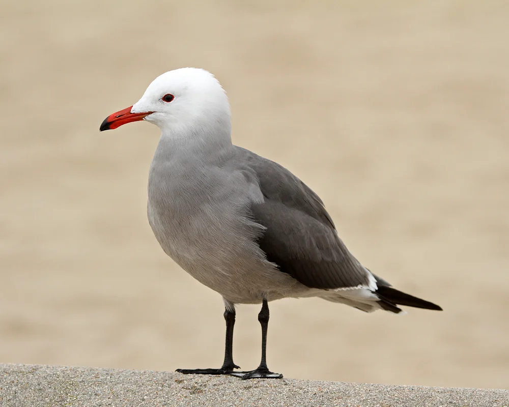 Heermannmöwe (Larus heermanni)