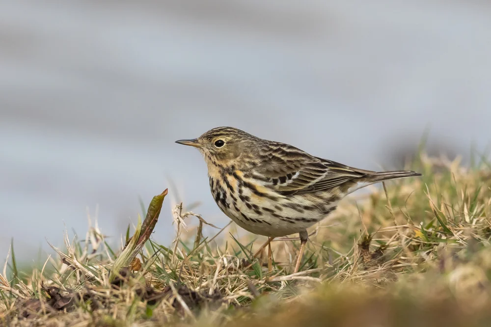 Heidelerche (Anthus sylvanus)