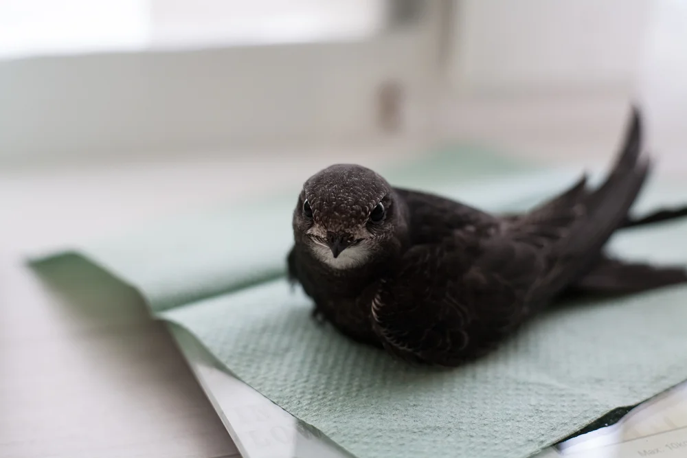 Heiliges Nachtschwalbe (Panyptila sanctihieronymi)