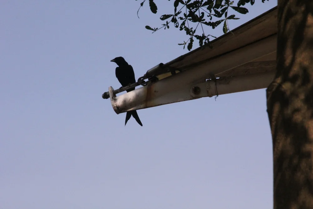 Heilprins Gaiskönig (Cyanocorax heilprini)