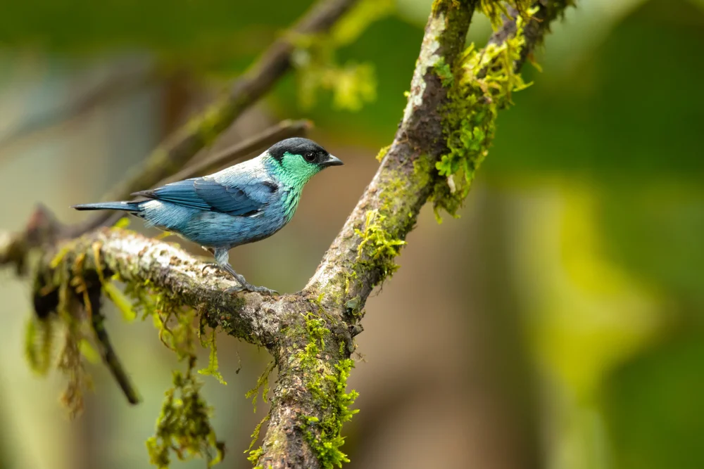 Heine-Tangare (Tangera heinei)