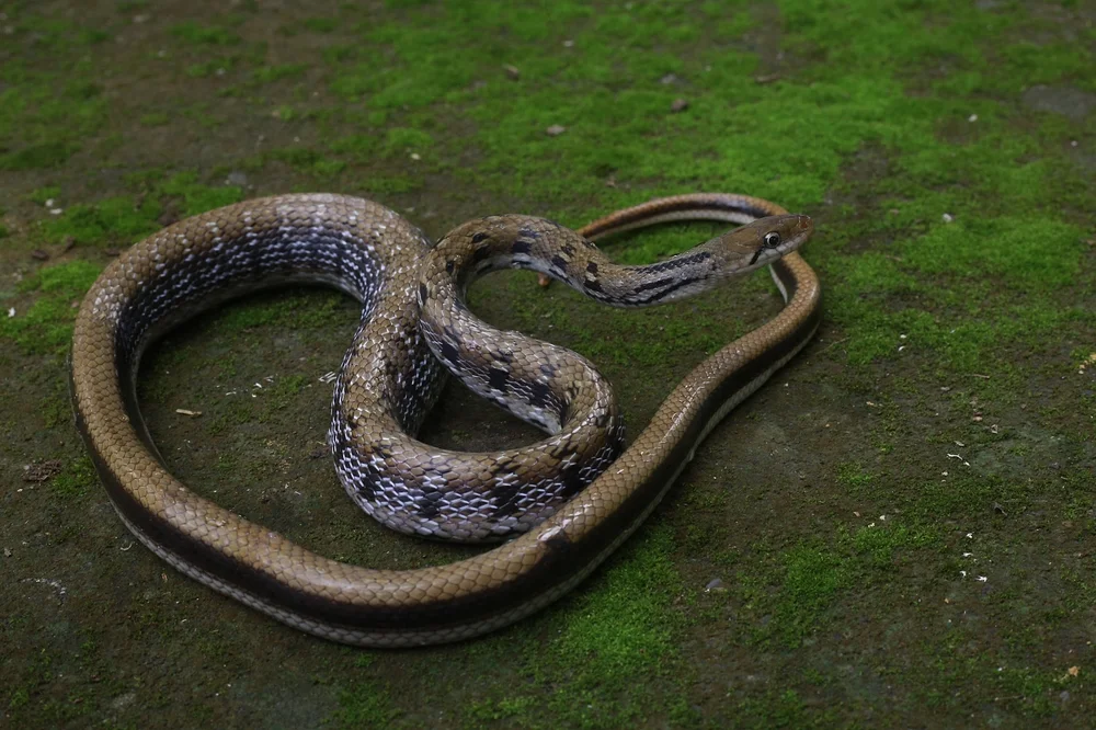 Helena-Fruchttaube (Coelognathus helena)