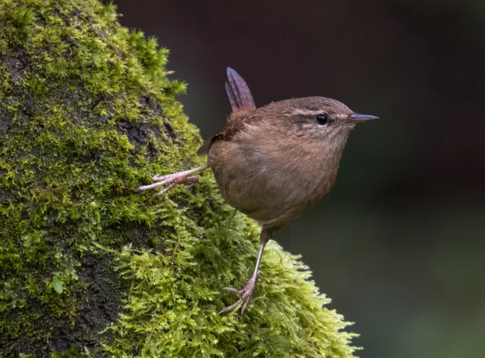 Hellers Ameisenpitta (Schizoeaca palpebralis)