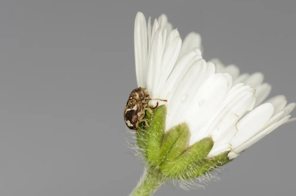 Hellfarbener Nagekäfer