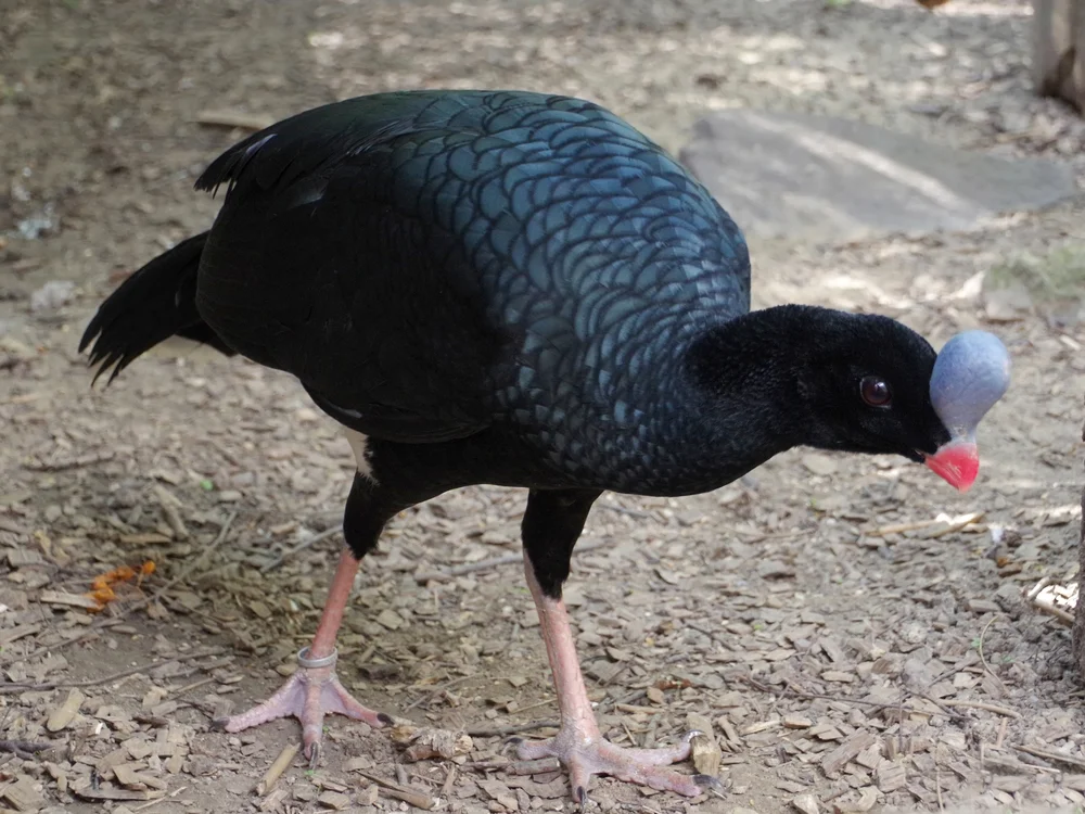 Helm-Guan (Pauxi pauxl)