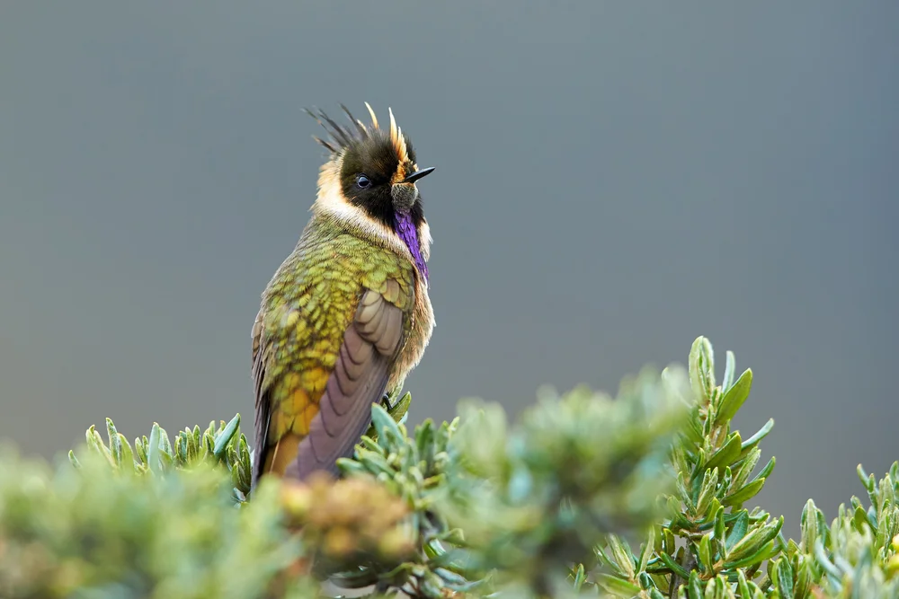 Helm-Schattenkolibris (oxypogon)