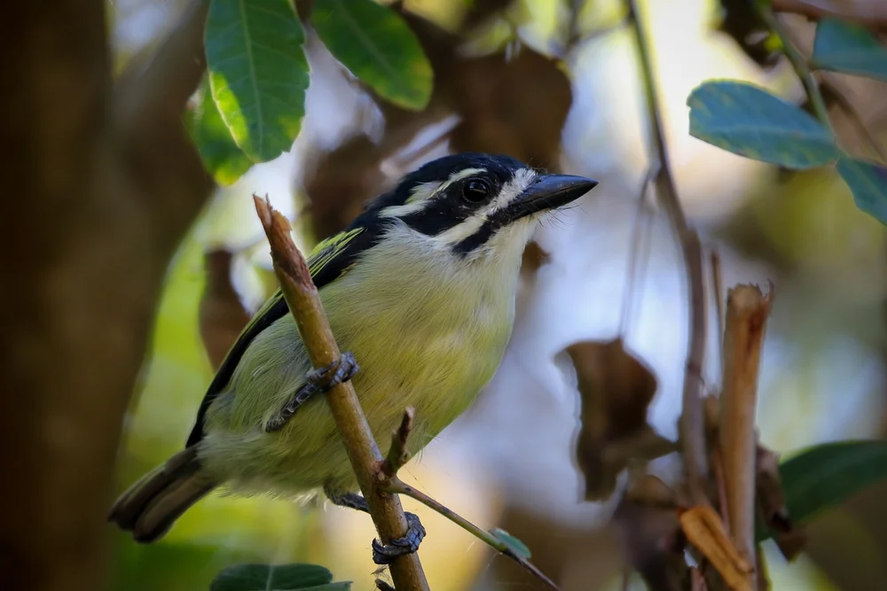 Helmbusch-Bartvogel (Pogoniulus coryphaea)