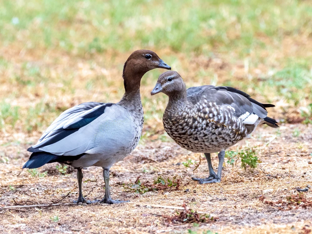 Helmkasarka (Chenonetta jubata)