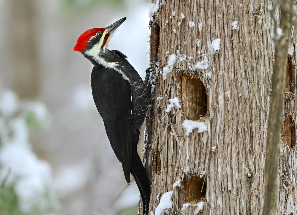 Helmspecht (Dryocopus pileatus)