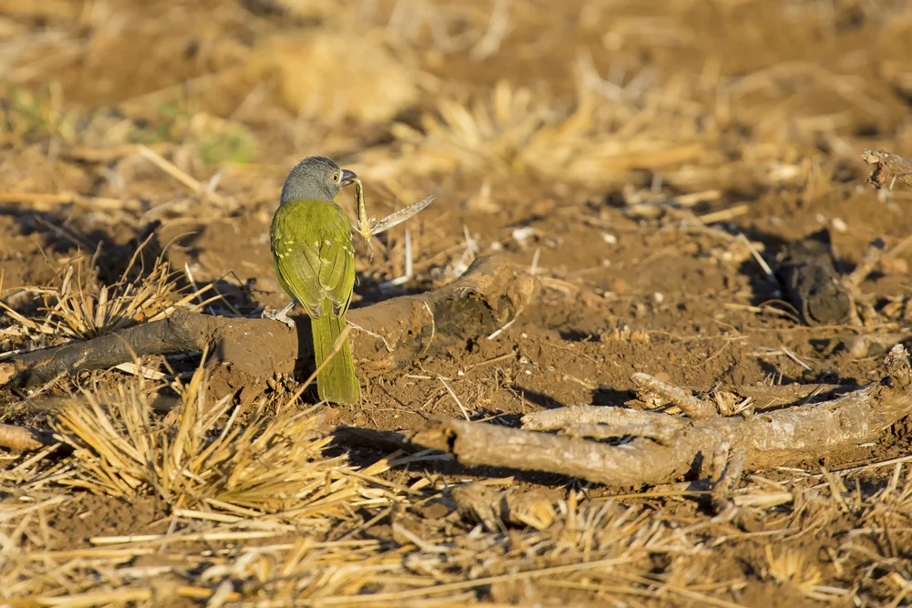 Helmwürgerdrossling (Malaconotus gladiator)
