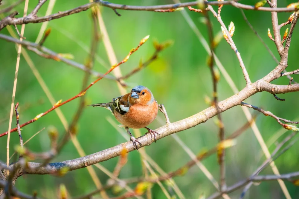 Henricas Buschhäher (Cranioleuca henricae)