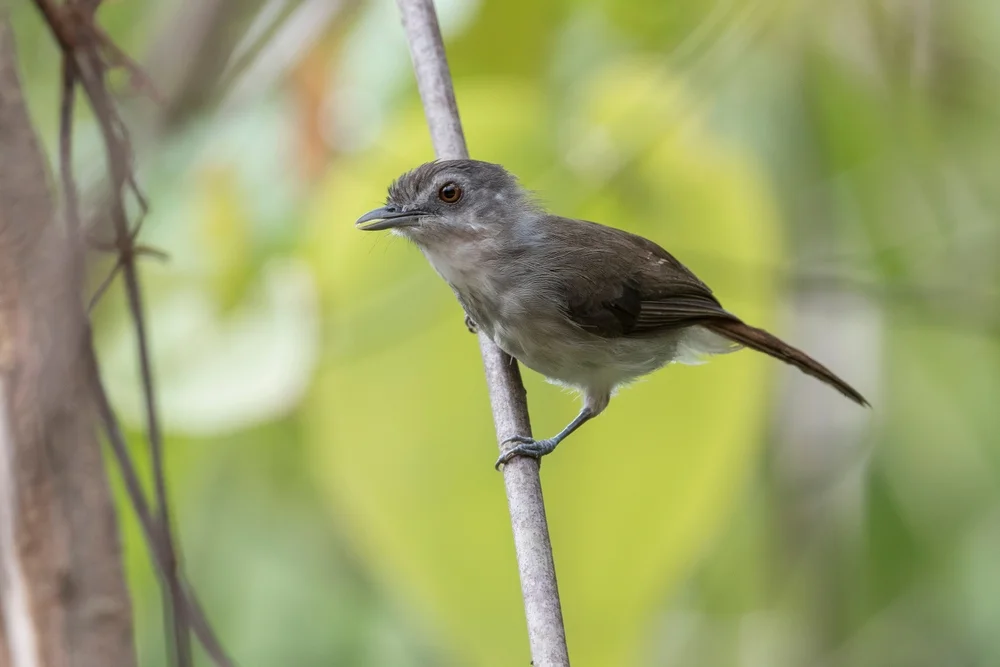 Herbert-Kurzflügel (Stachyris herberti)