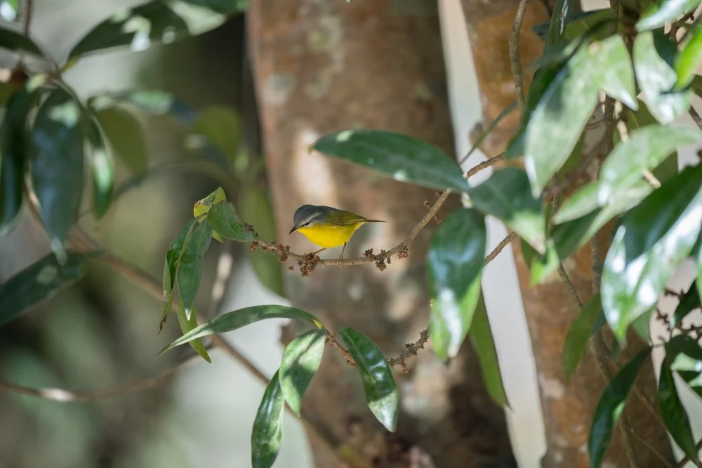 Herbert-Laubsänger (Phylloscopus herberti)