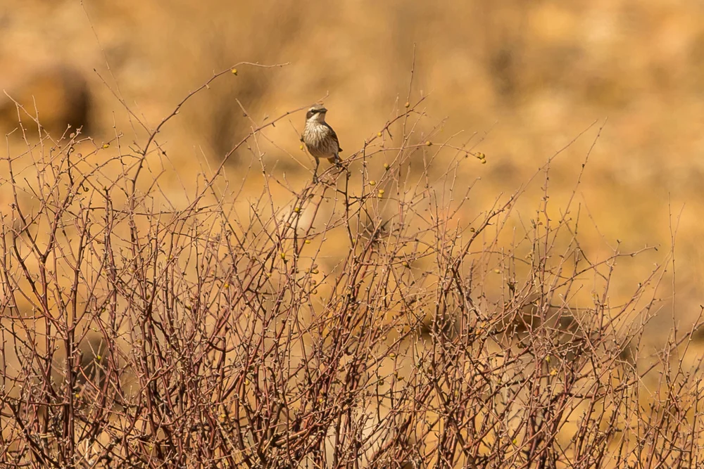 Herero-Dünnschnabel (Namibomis herero)