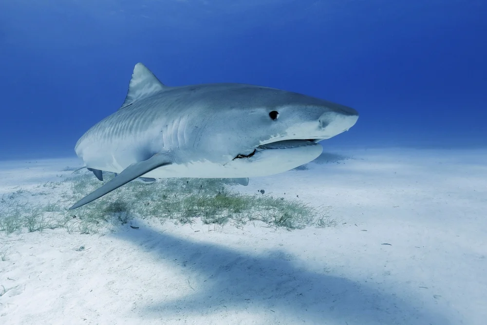 Heringshai (Lamna nasus)
