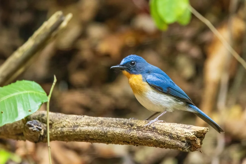 Heriots Fliegenschnäpper (Cyornis herioti)