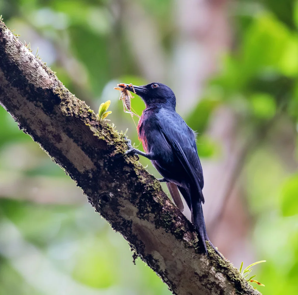 Herminierspecht (Melanerpes herminieri)