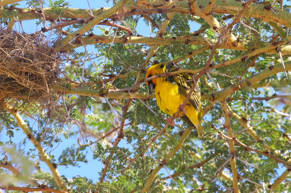 Heuglin-Weber (Ploceus heuglini)