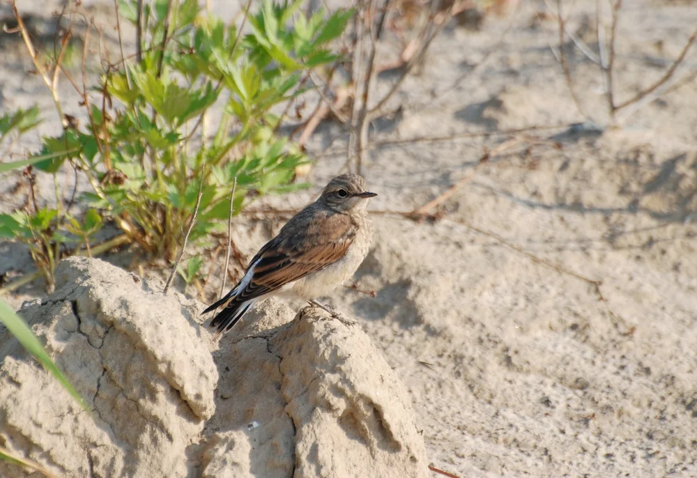 Heuglins Steinschmätzer (Oenanthe heuglini)