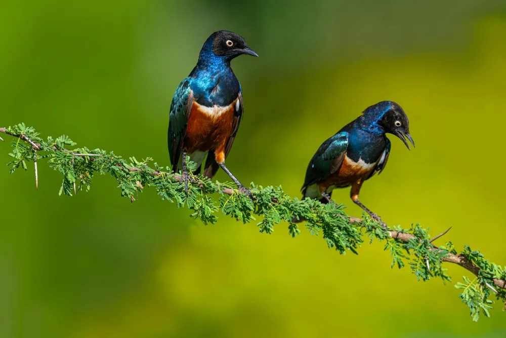 Hildebrandt-Glanzstar (Lamprotornis hildebrandti)
