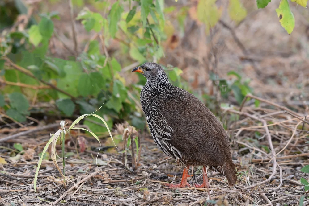 Hildebrandtfrankolin (Pternistis hildebrandti)