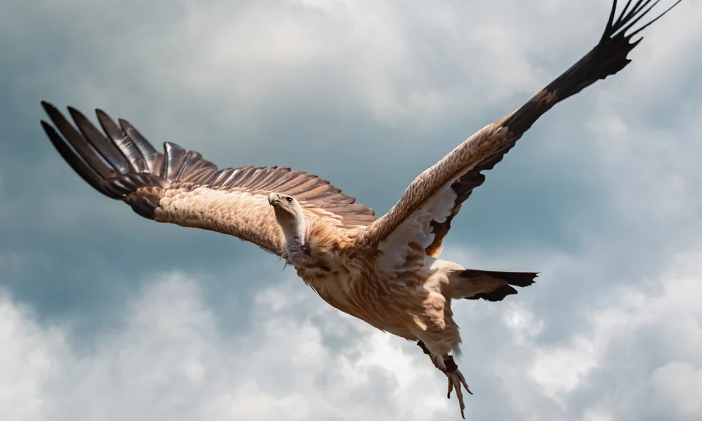 Himalaja-Geier (Gyps himalayensis)