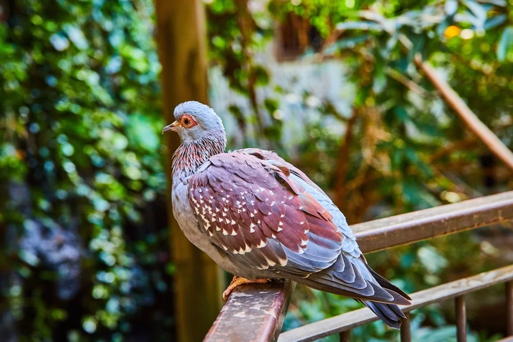 Himalaya-Felsentaube (Columba hodgsonii)