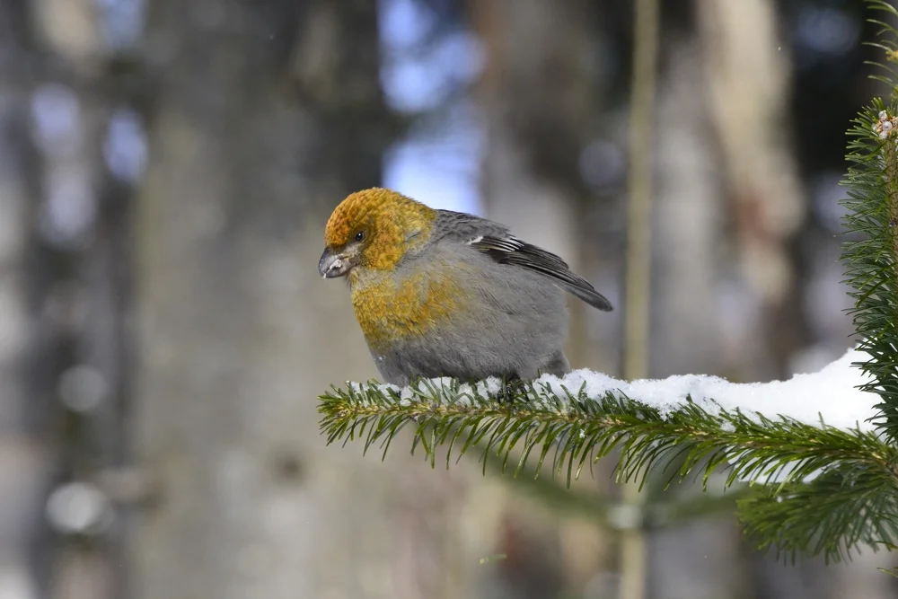 Himalaya-Gimpel (Pinicola subhimachala)