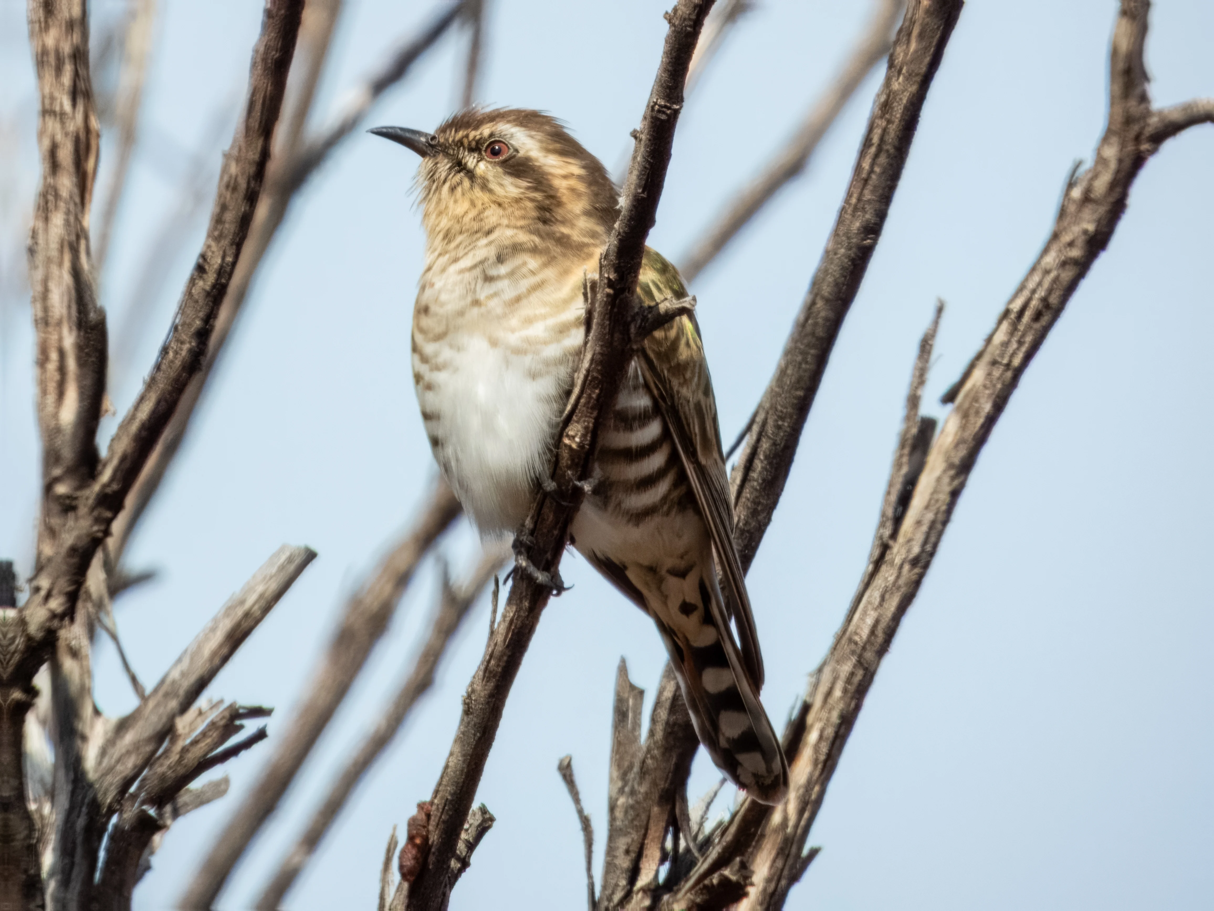 Himalaya-Glanzkuckuck (Chrysococcyx basalis)