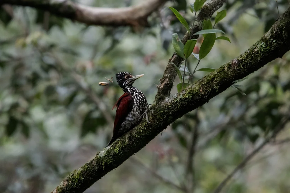 Himalaya-Goldspecht (Chrysocolaptes stricklandi)