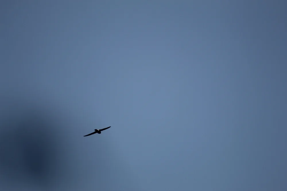 Himalaya-Haussegler (Apus nipalensis)