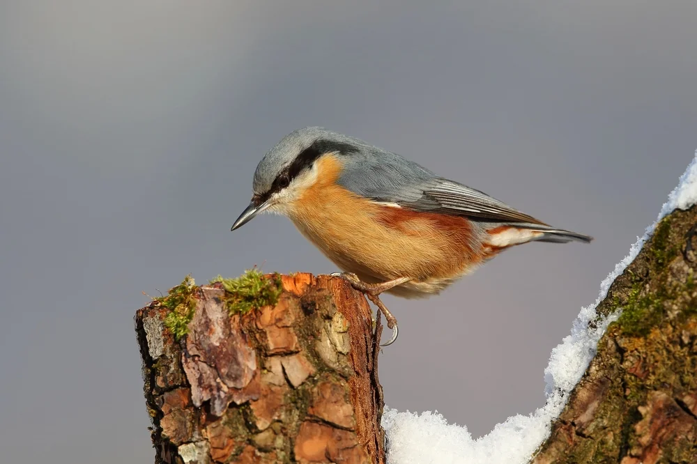 Himalaya-Kleiber (Sitta himalayensis)