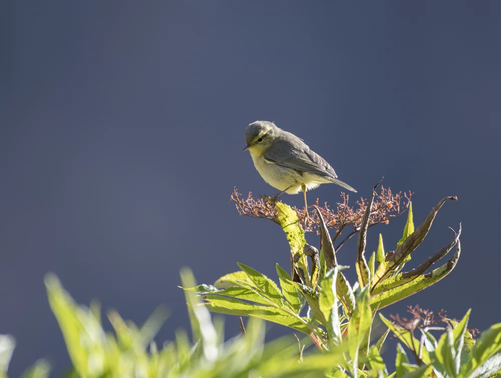 Himalaya-Laubsänger (Phylloscopus affinis)