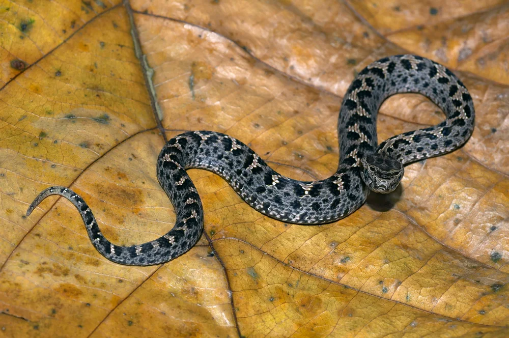 Himalaya-Nacktnatter (Rhabdophis himalayanus)