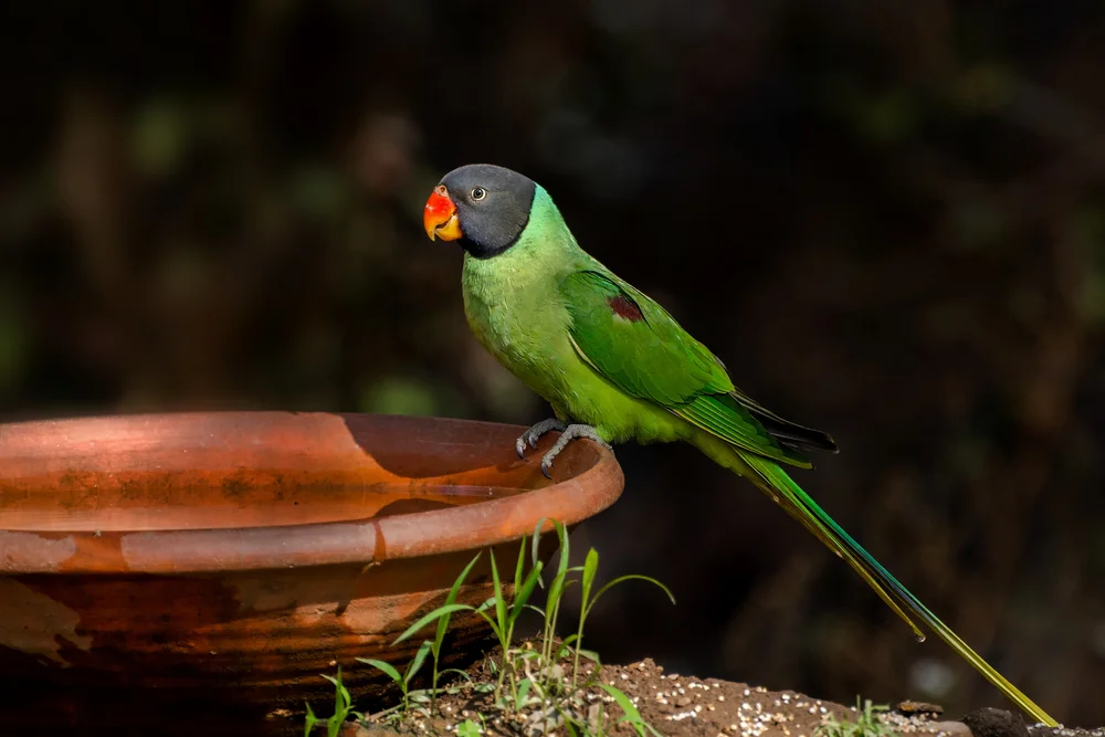 Himalaya-Prachtsittich (Psittacul& himalayana)