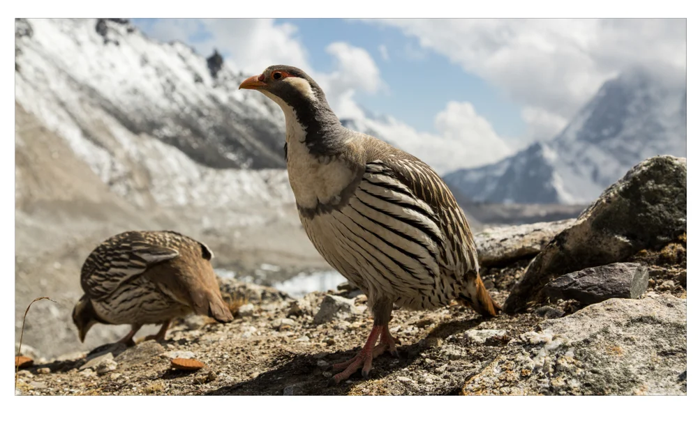 Himalaya-Schneehuhn (Tetraogallus himalayensis)