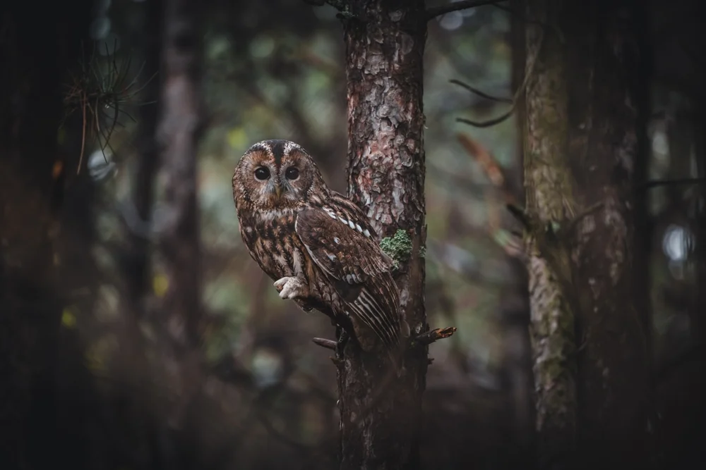 Himalaya-Waldkauz (Strix butleri)