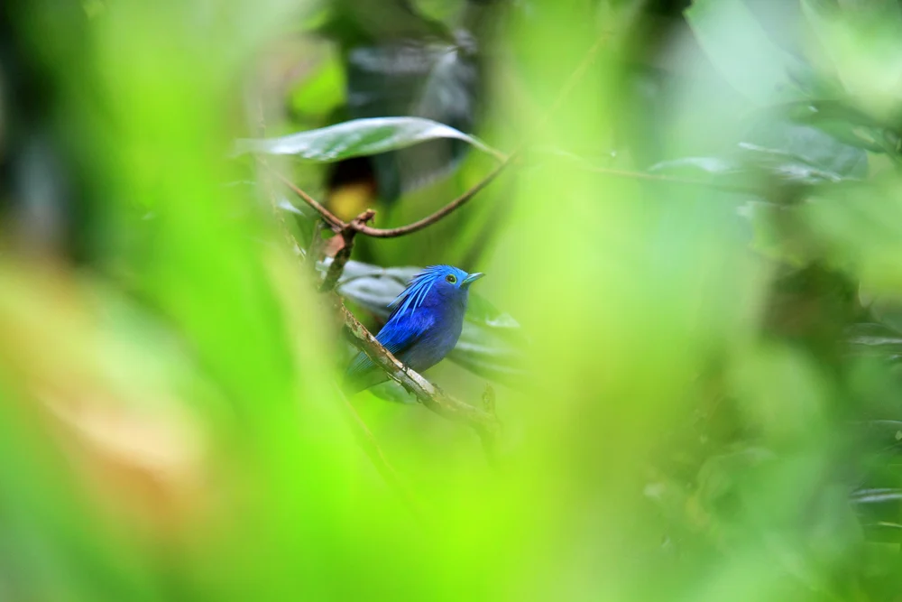 Himmelblauer Fliegenschnäpper (Hypothymis coelestis)