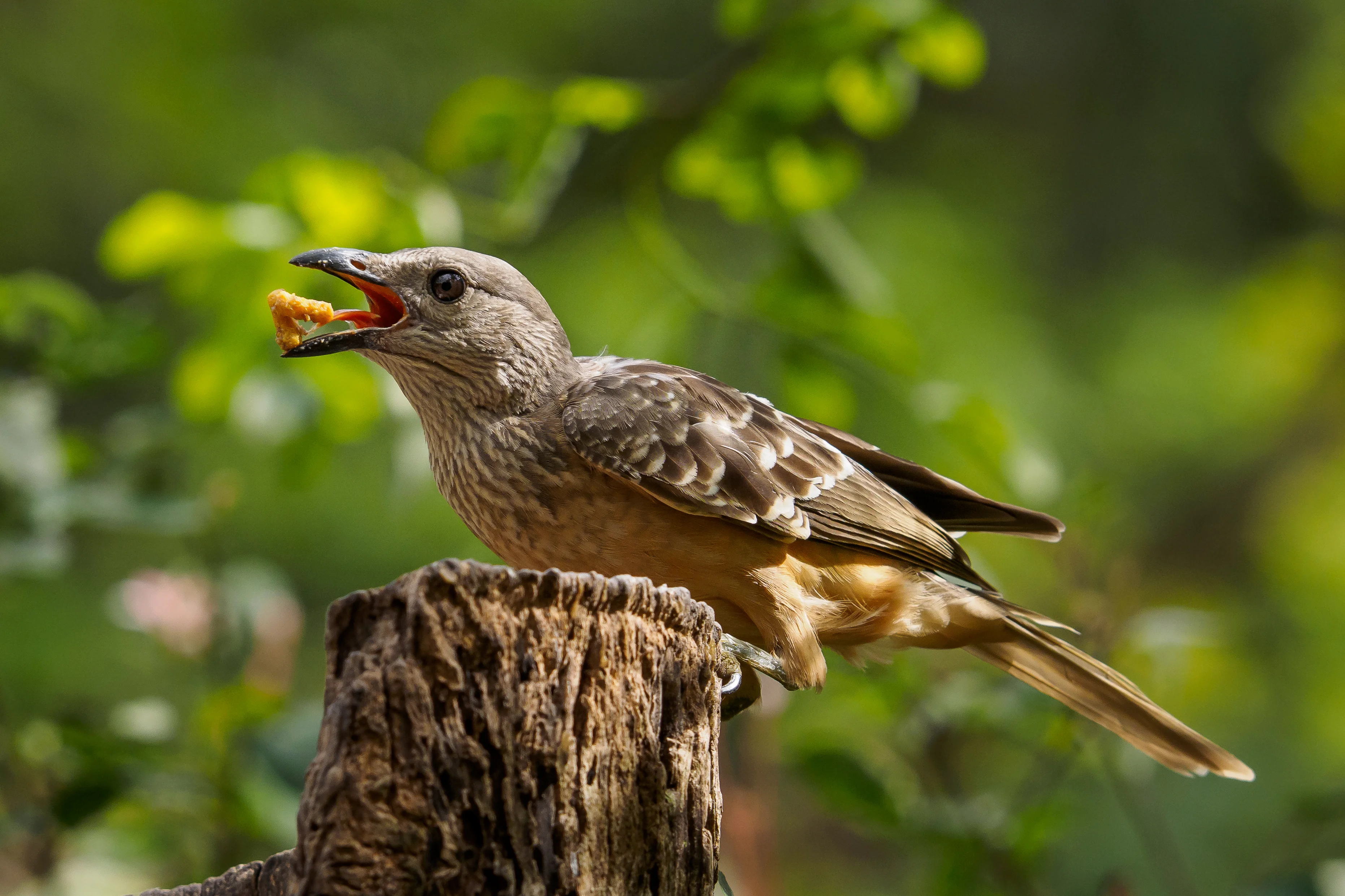 Hirschbauch-Paradiesvogel (Chlamydera cerviniventris)
