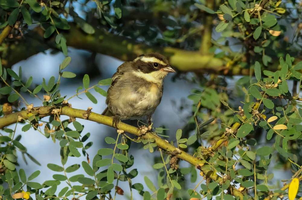 Hispaniola-Bergsperling (Poospiza hispaniolensis)