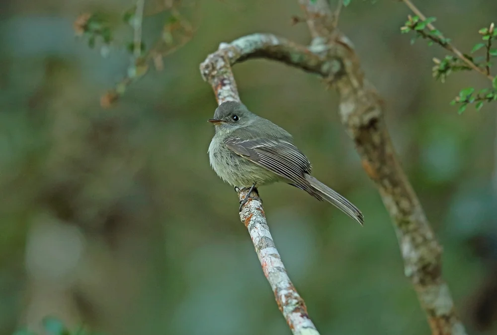 Hispaniola-Pibí (Contopus hispaniolensis)