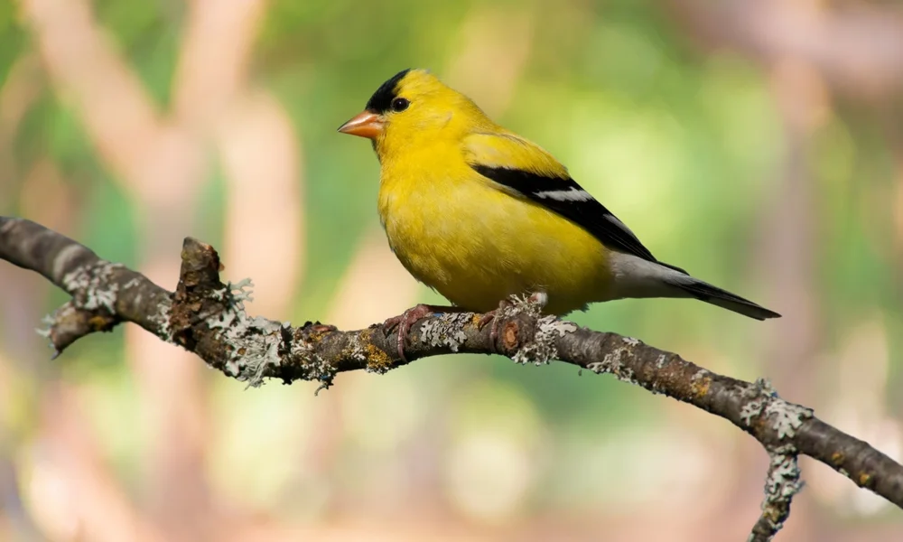 Hispaniola-Zeisig (Spinus dominicensis)