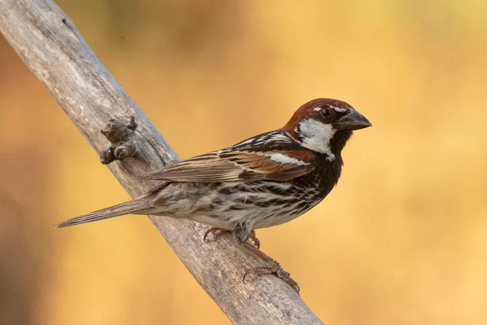 Hispaniolasperling (Passer hispaniolensis)