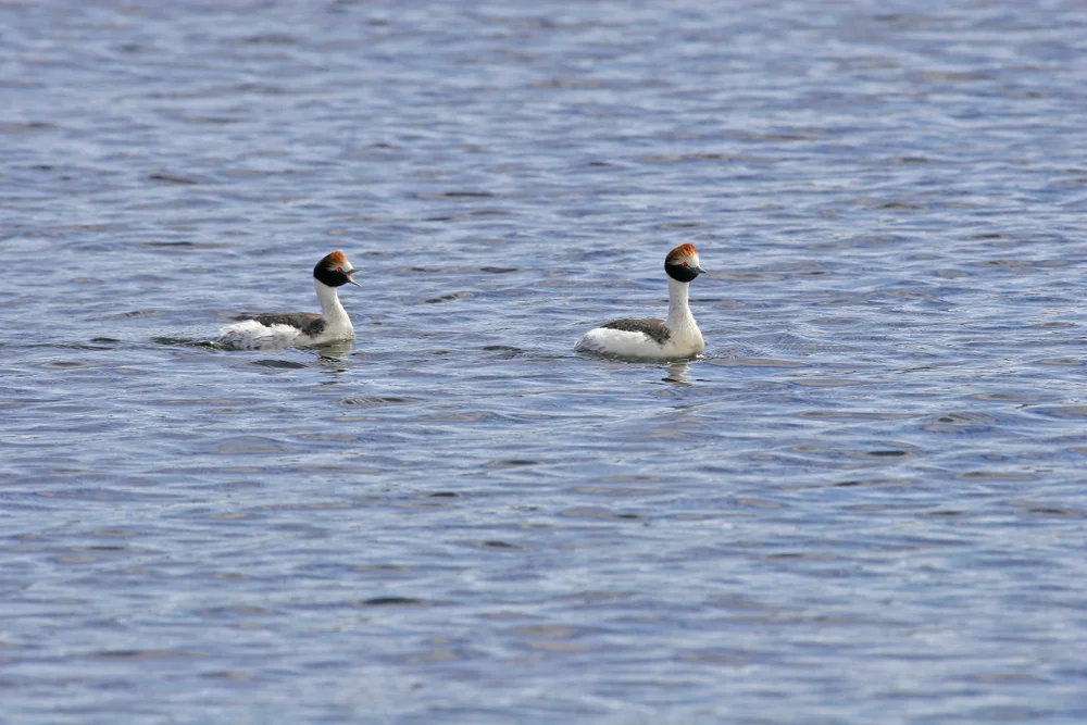 Hoary-headed Grebe (Podiceps gallardoi)