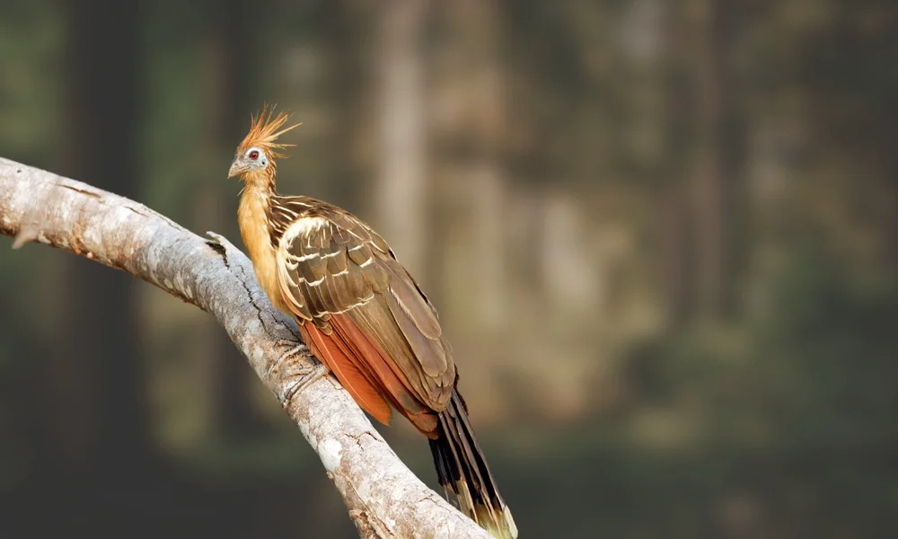 Hoatzin (Ophisthocomus hoazin)