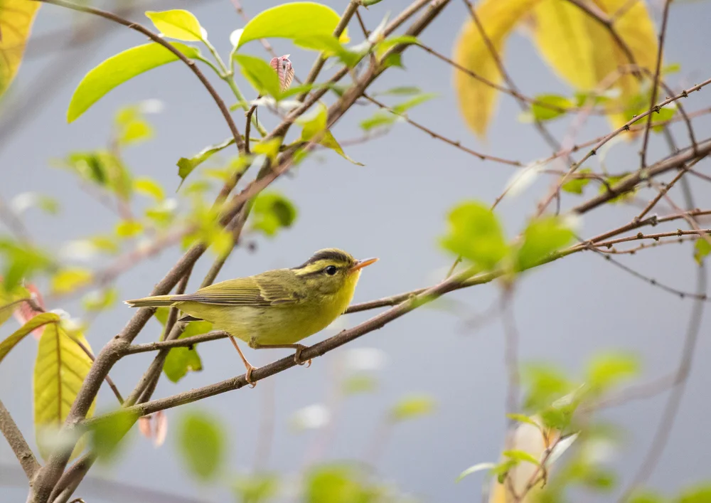 Hochland-Laubsänger (Phylloscopus calciatilis)