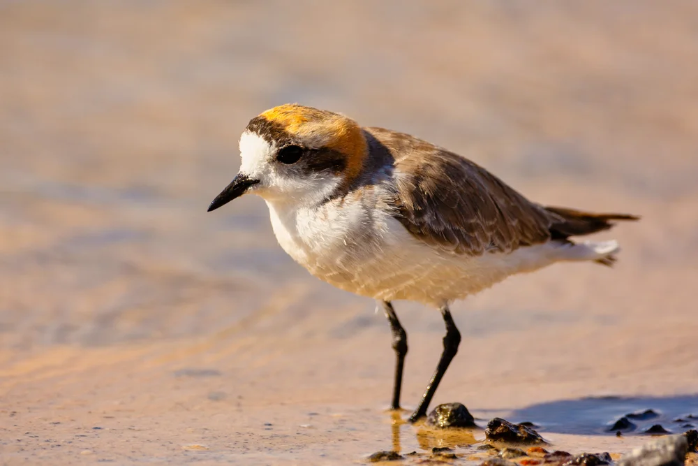 Hochland-Regenpfeifer (Charadrius alticola)